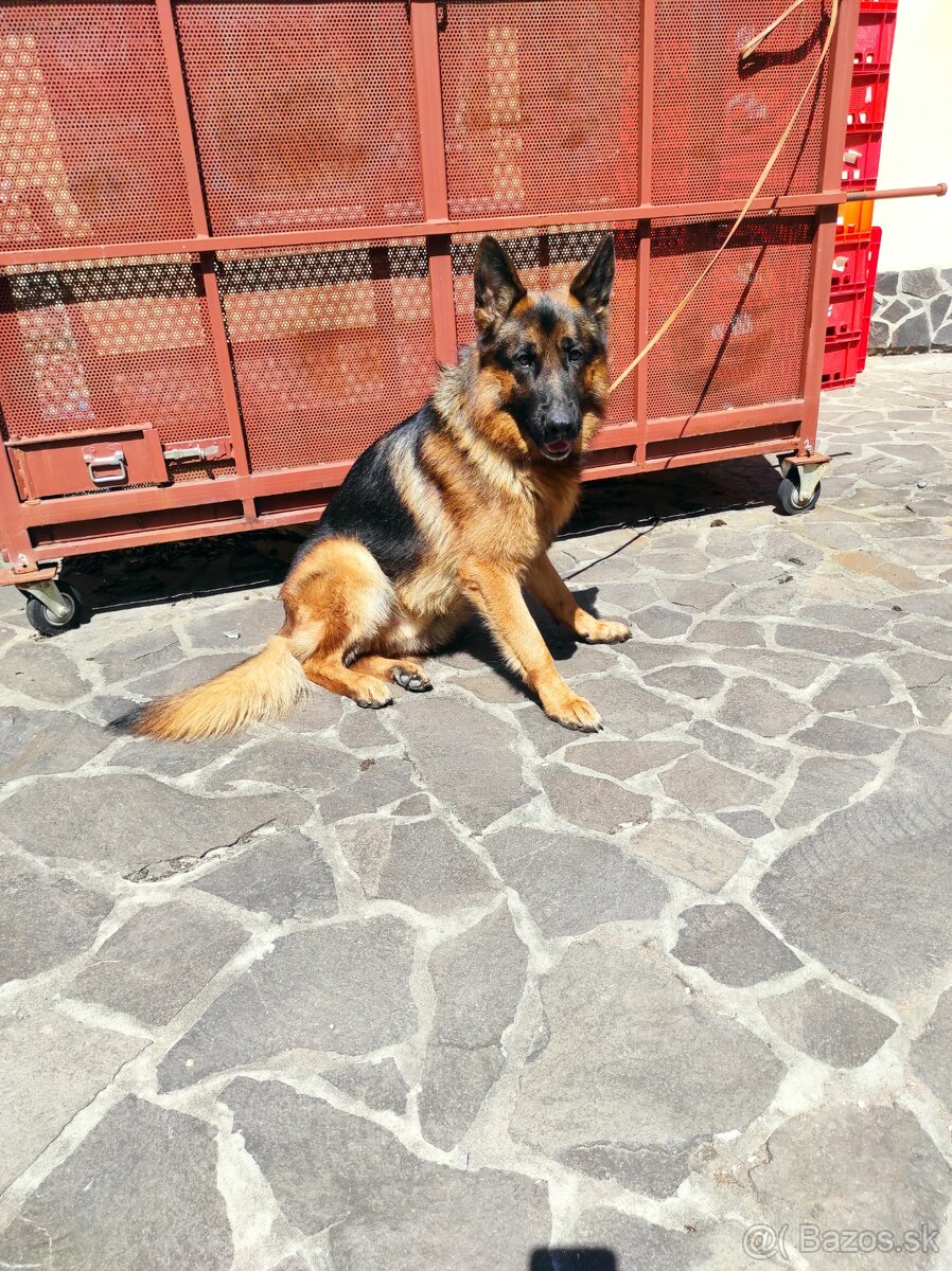 Nemecký ovčiak - 2