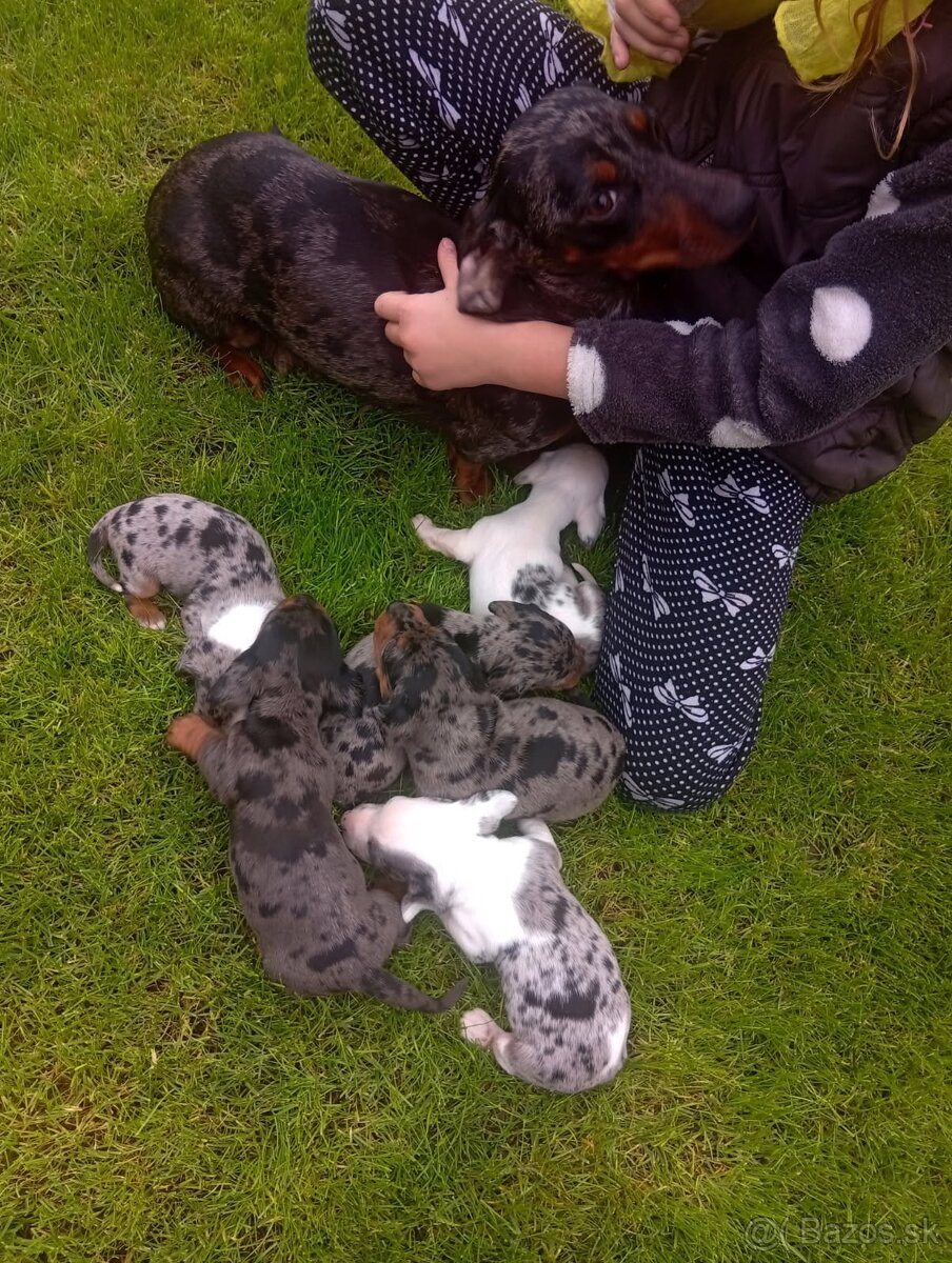 Predám merle jazvečíky - 2