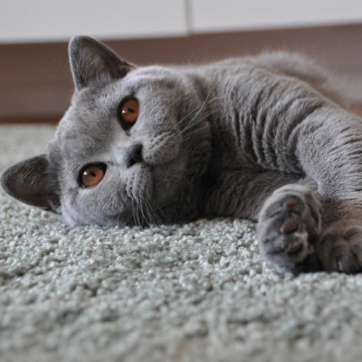 Mačiatka britskej krátkosrstej mačky - 2