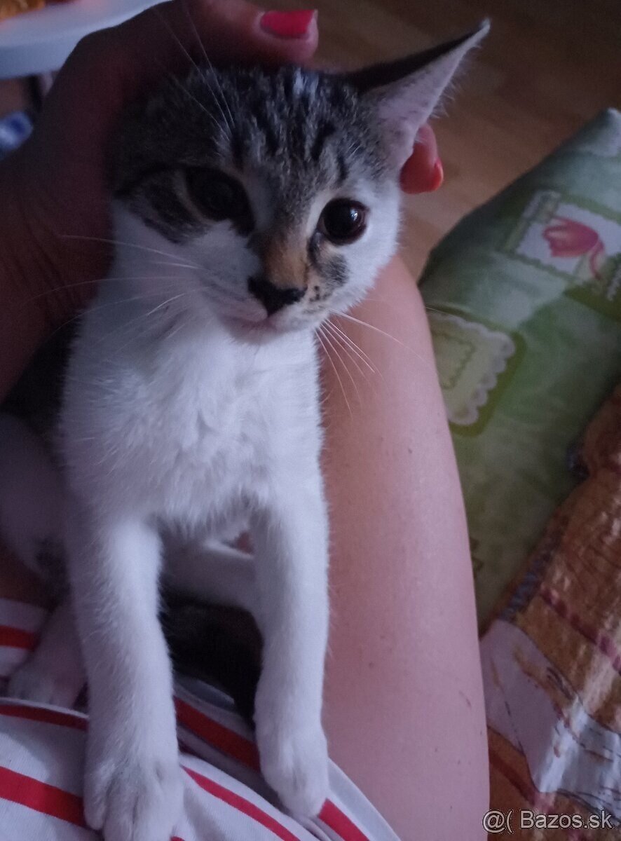 Darujem ročnú mačičku - 2