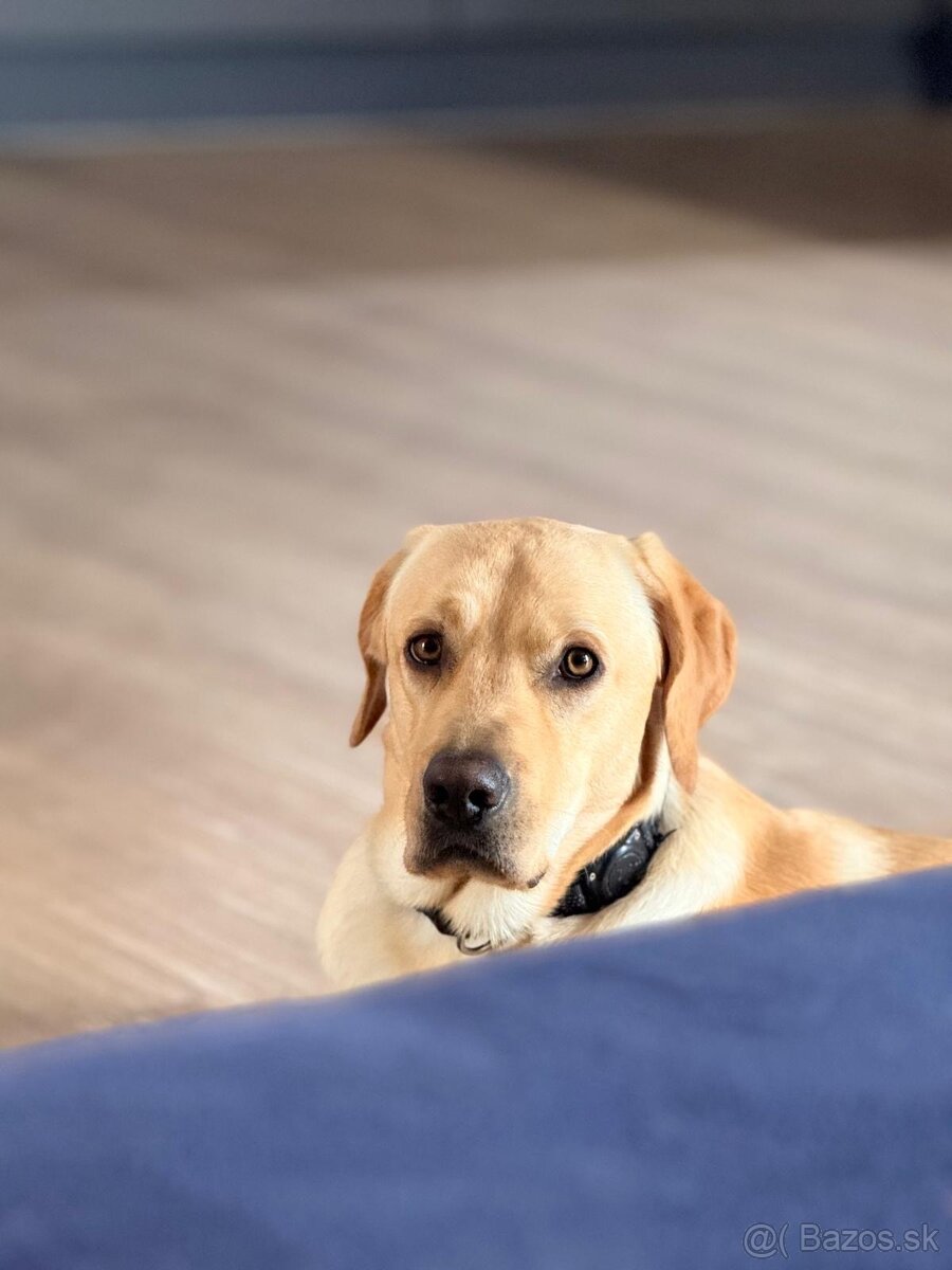 Labrador pes na krytie - 2