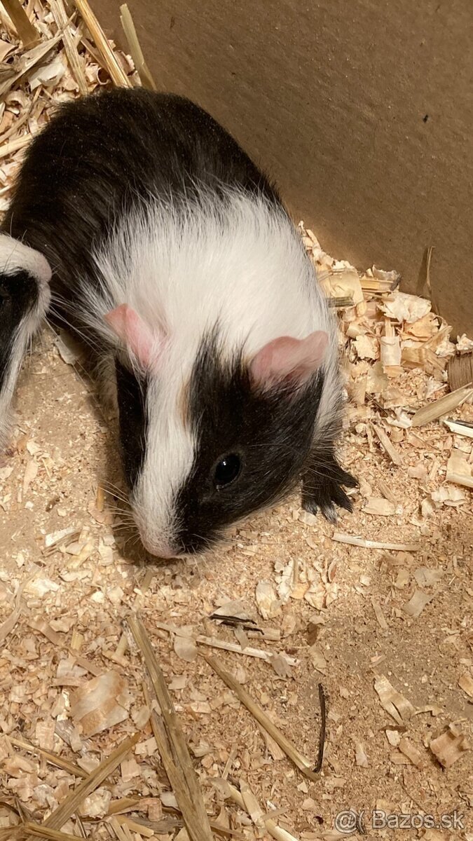 Morča, morčatá, morské prasiatka - 2