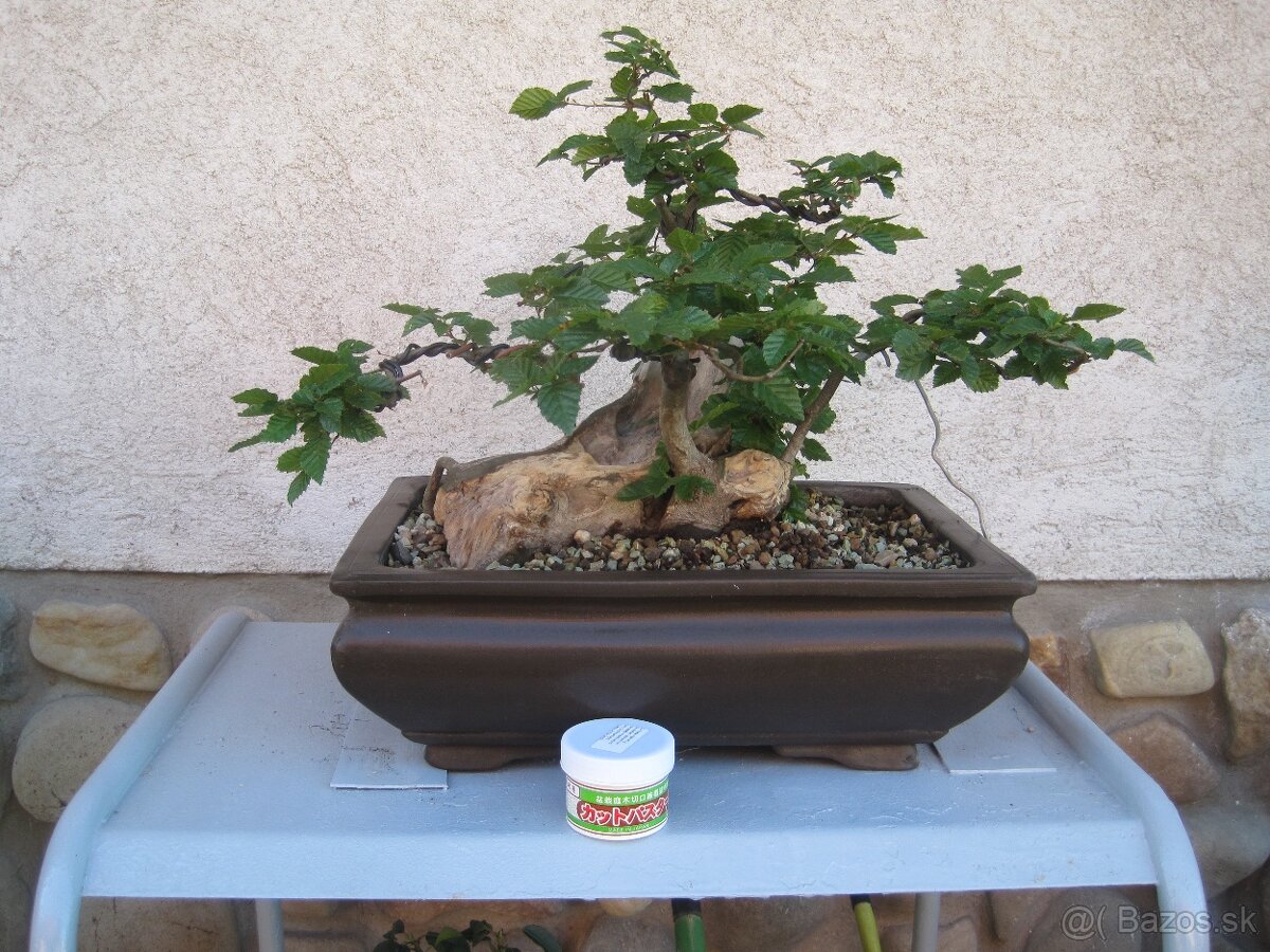bonsai,bonsaj-hrab 1 - 2