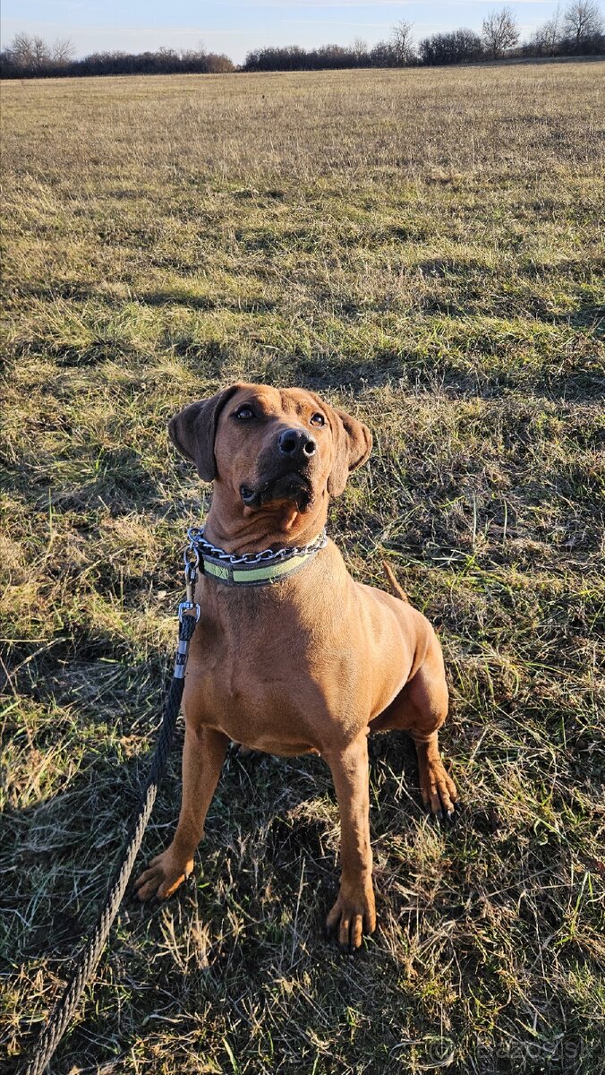 Zháňam psa na krytie - 2