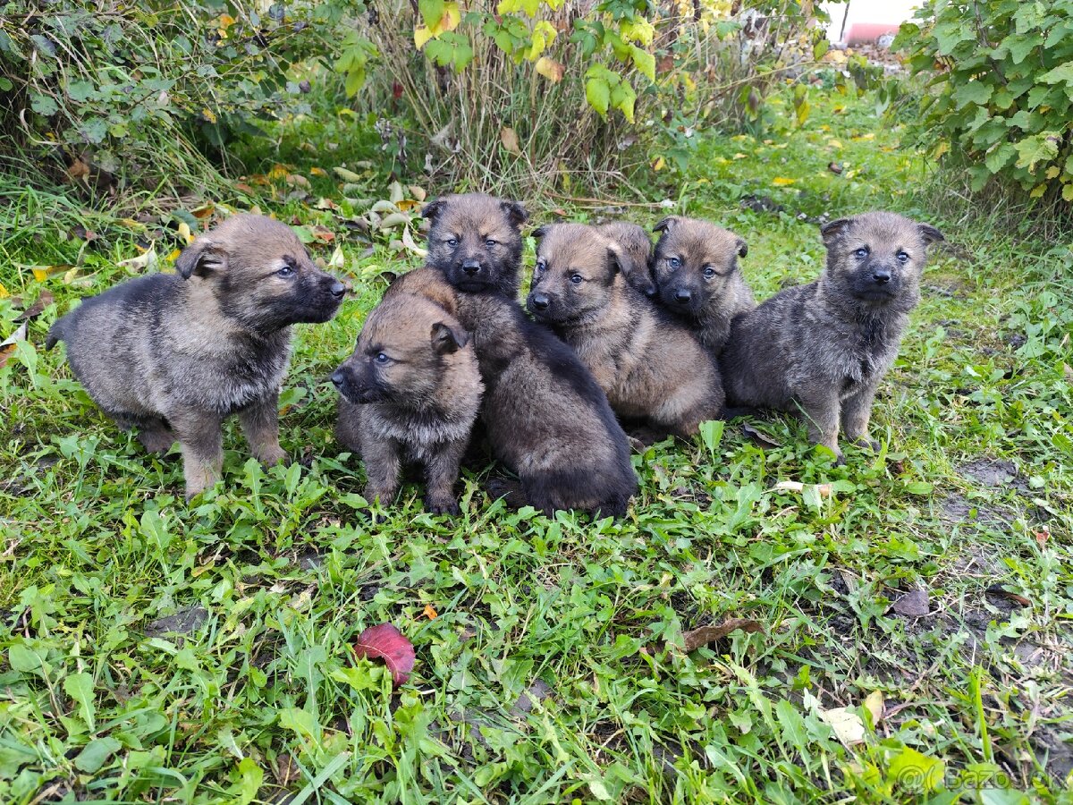 Československý vlčiak - 2