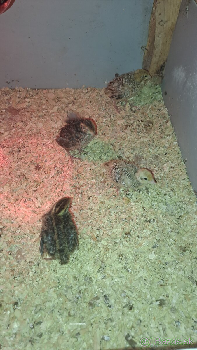 Prepeličky Faraon Jumbo - 2