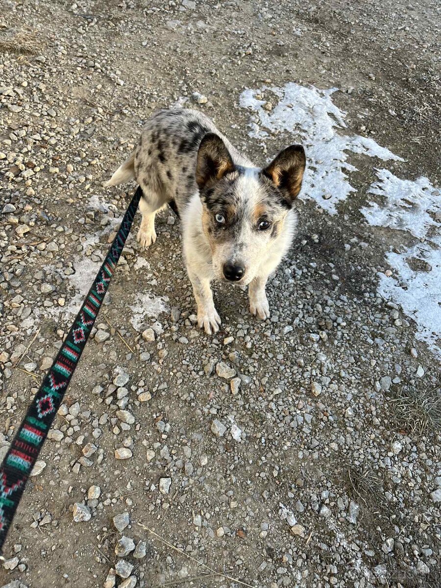 Pastierske šteniatko - 2