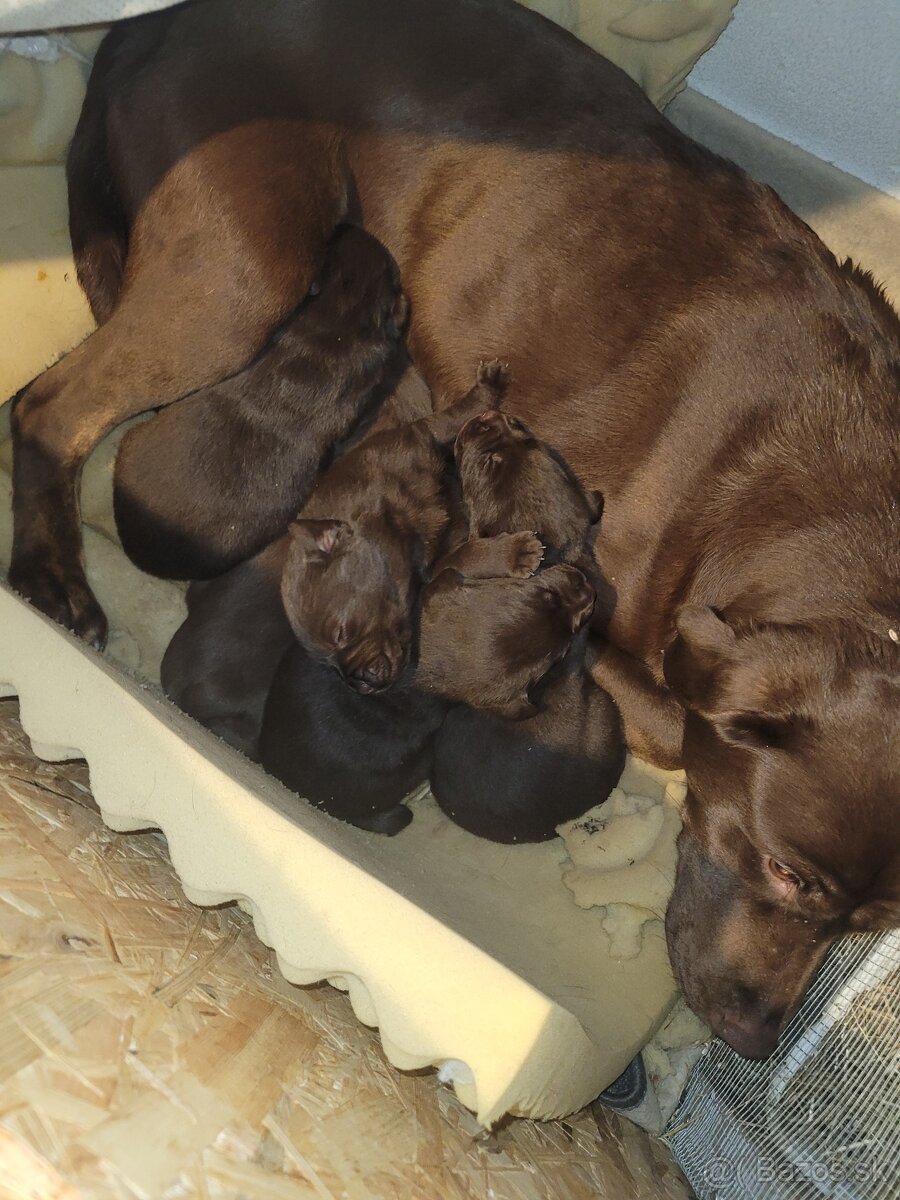 Labrador šteniatka - 2