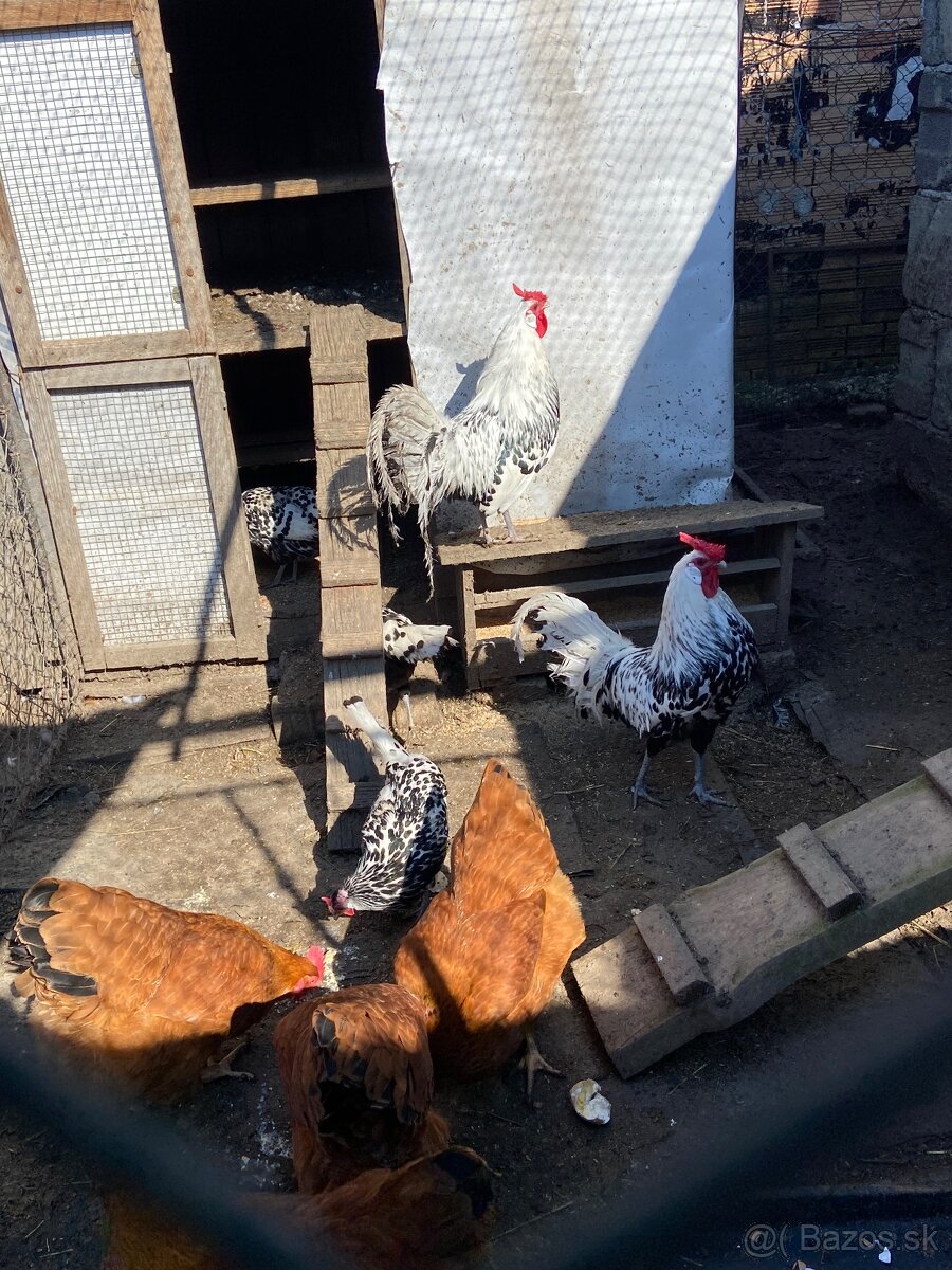 Kohuty bielefeldka a hamburčanka - 2