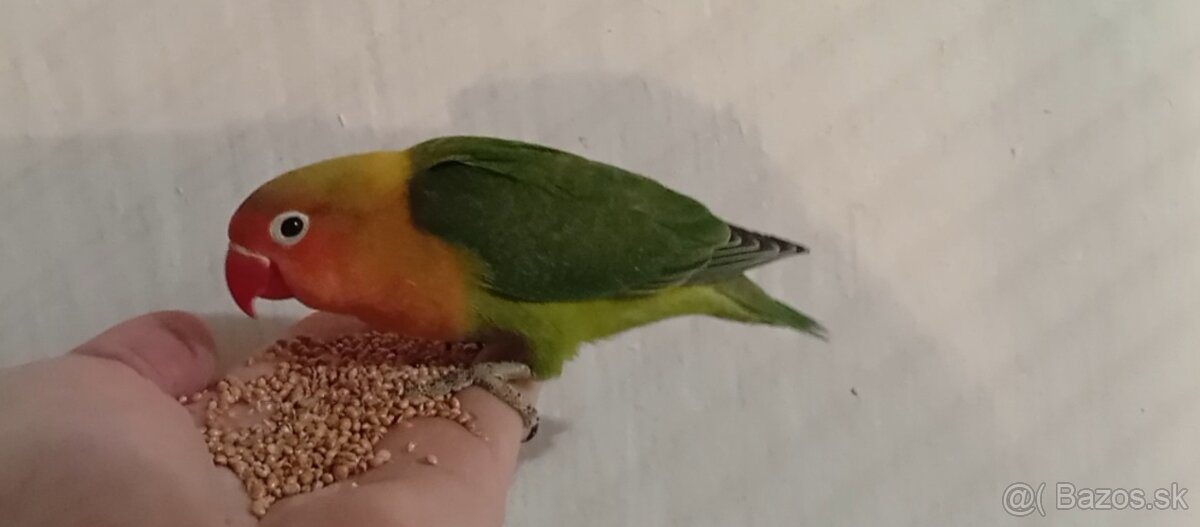 Predam agapornisy - 2