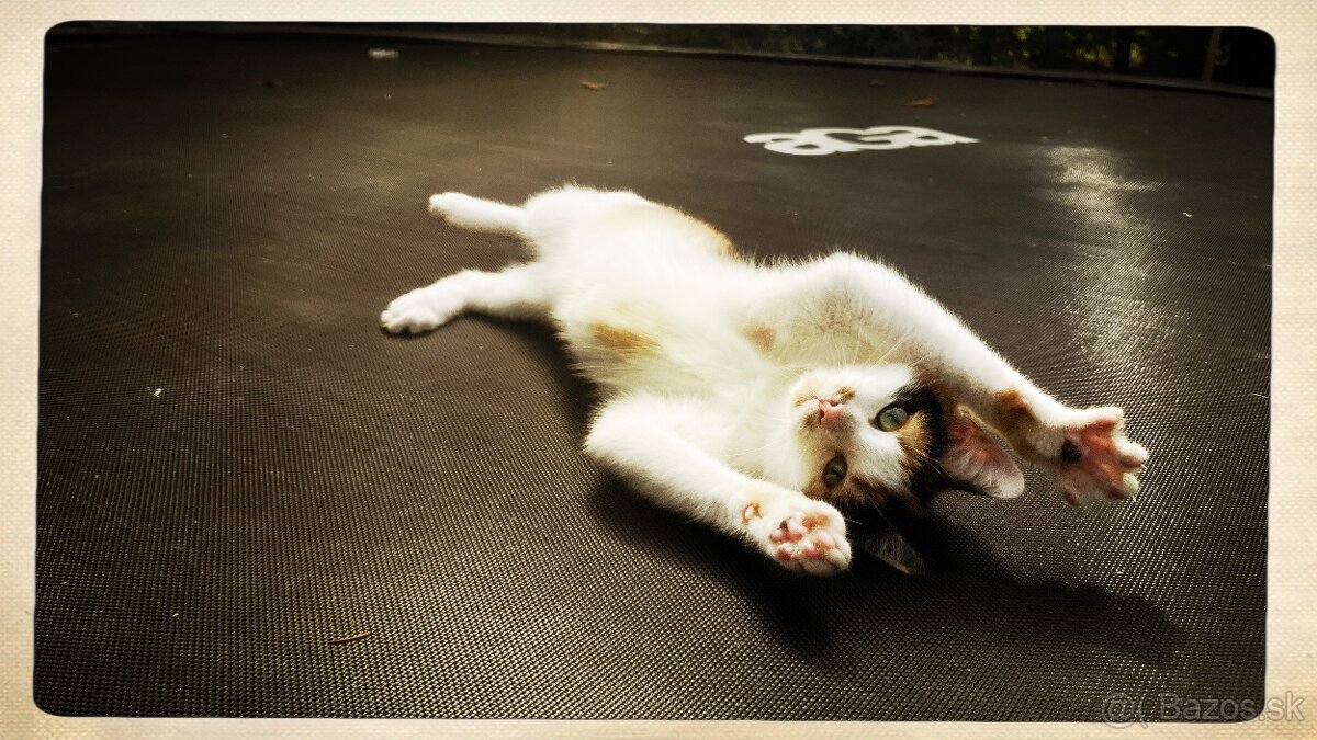 Mačiatka darujem - 2