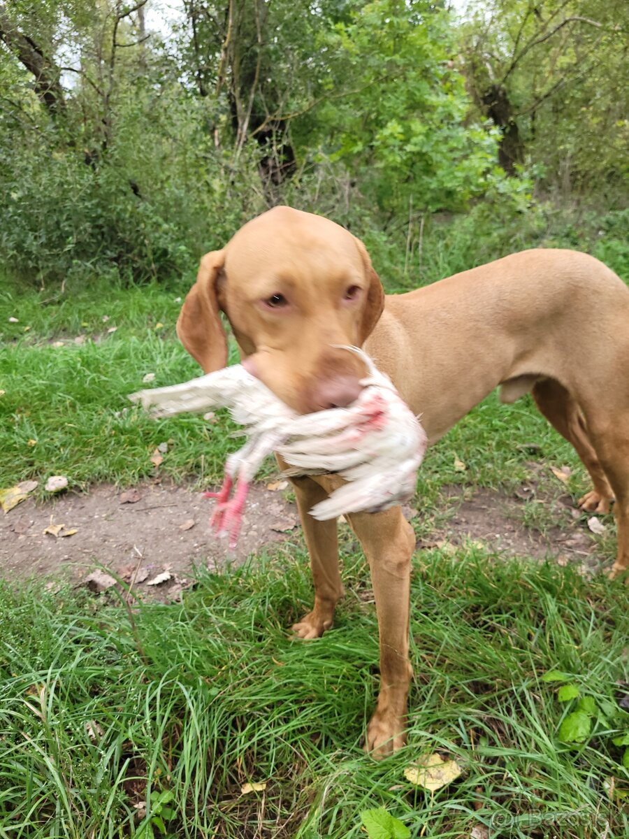 Maďarská vyžla s PP. - 2