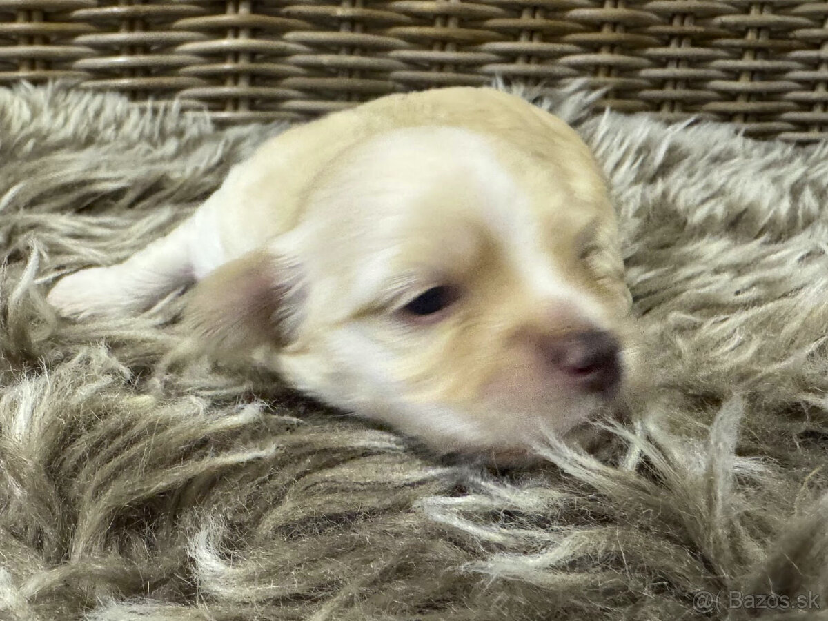 Havanský psík s PP ,Bichon Havanais - 2