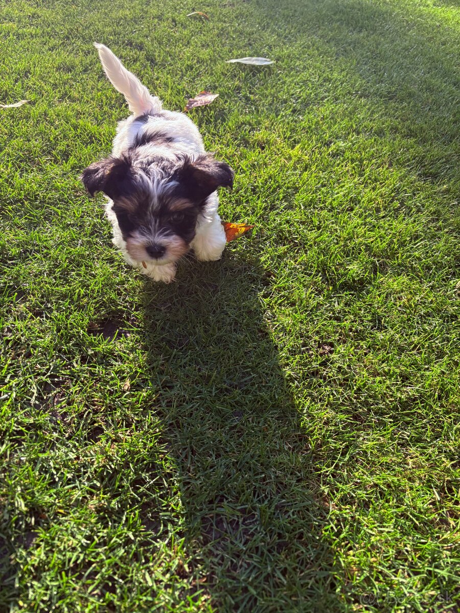 Yorkshire biewer - 2