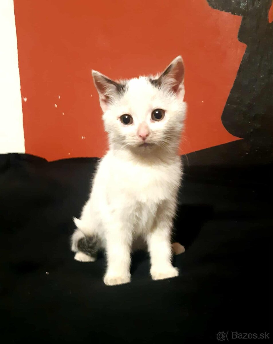 Darujem mačiatka - 2