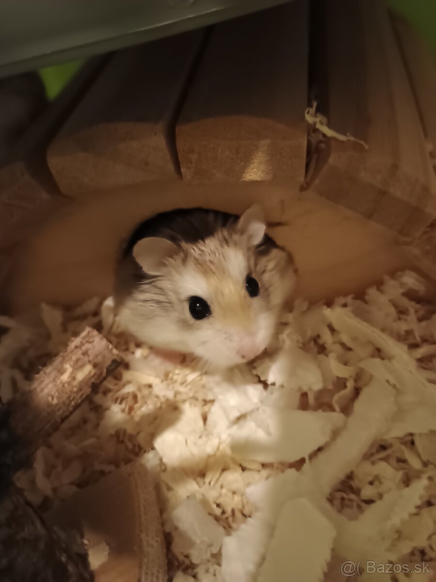 Škrečok Roborovského
- 2