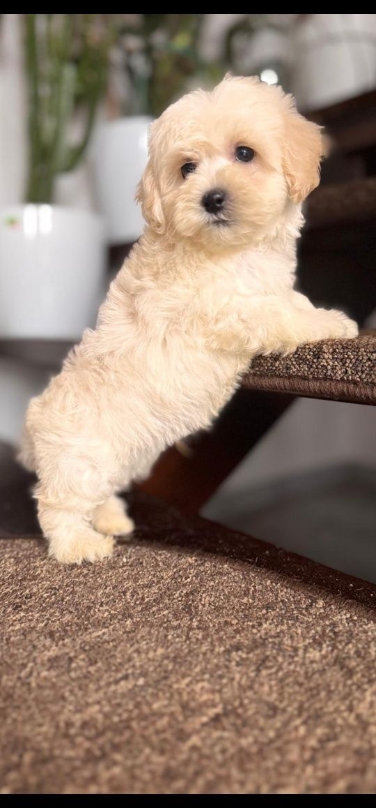 Maltipoo mini x pudel - 2