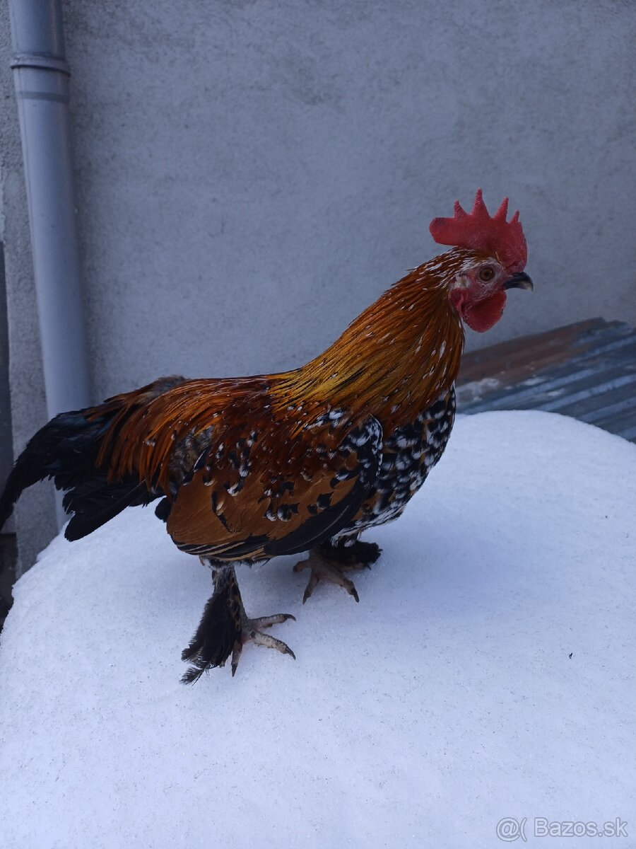 Kohúty milflerky - 2