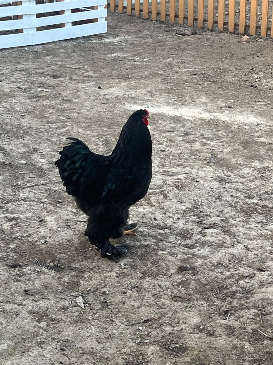 Brahmanka veľká čierna - 2