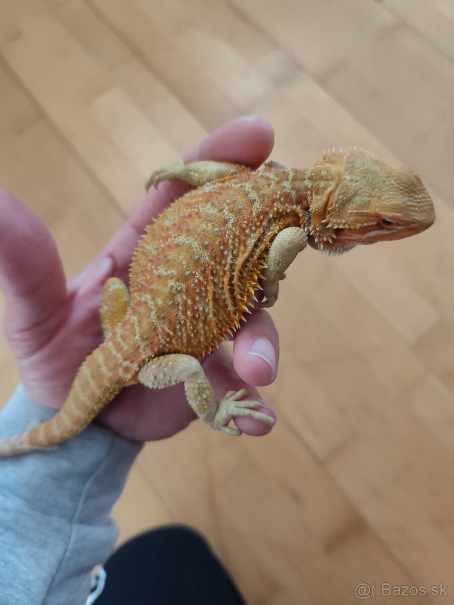 Agama bradatá s terariom Exo terra - 2