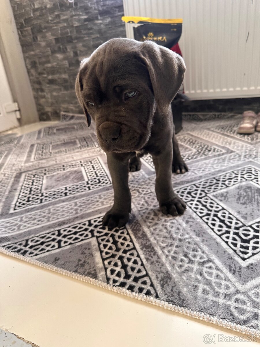 Cane corso - 2