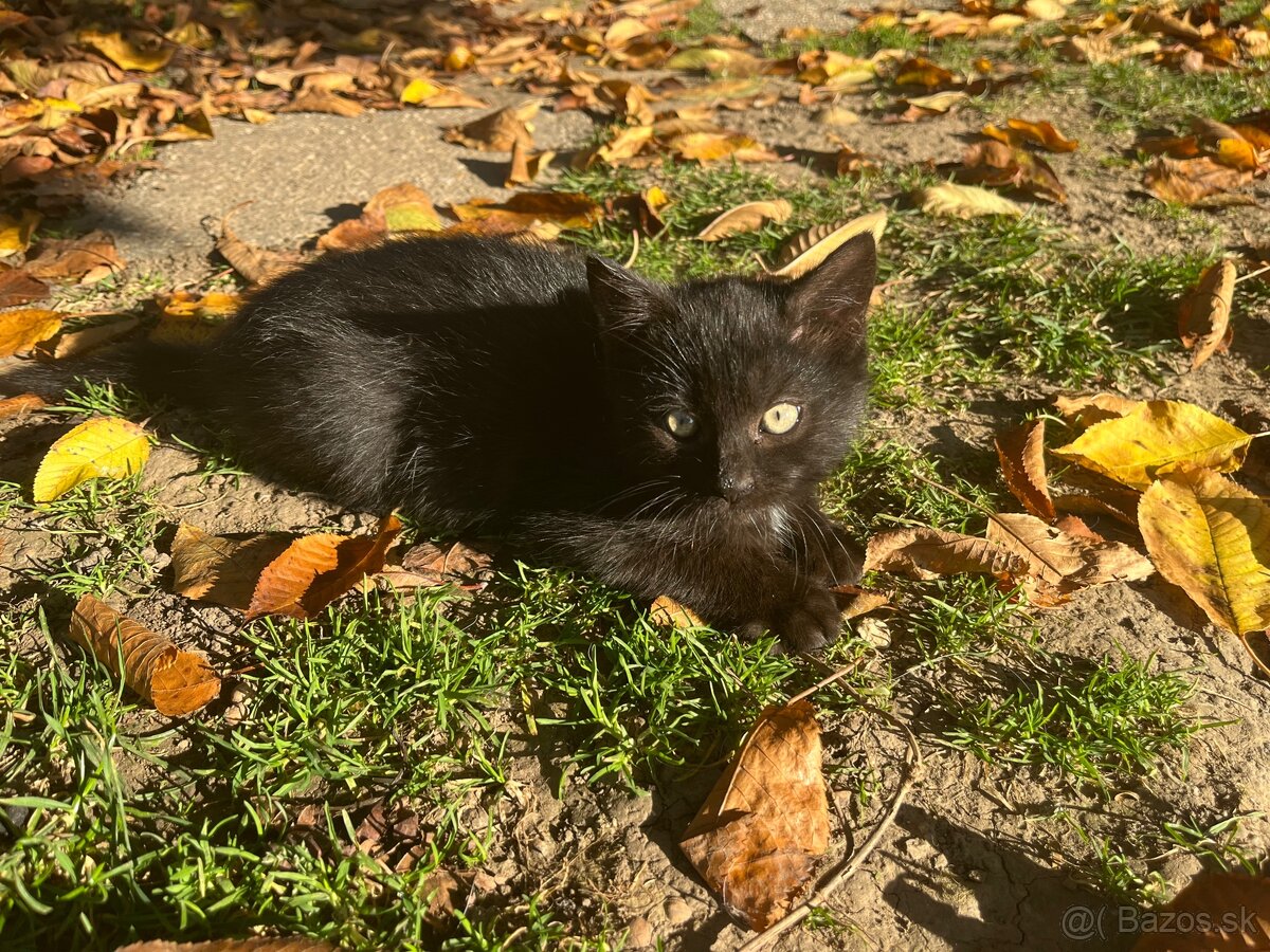 Darujem malého kocúra - 2