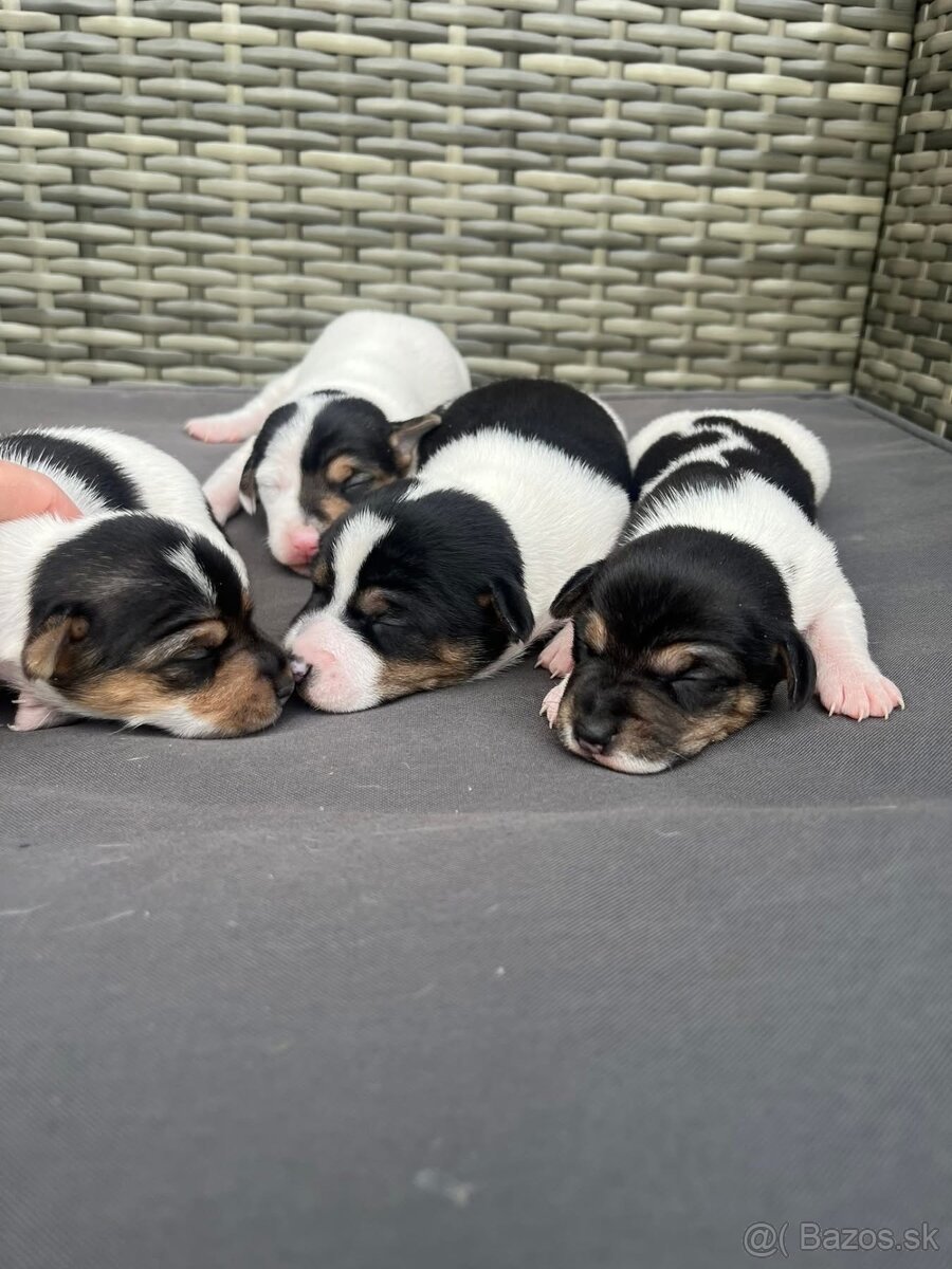 Jack Russel terrier🐶🐾 - 2