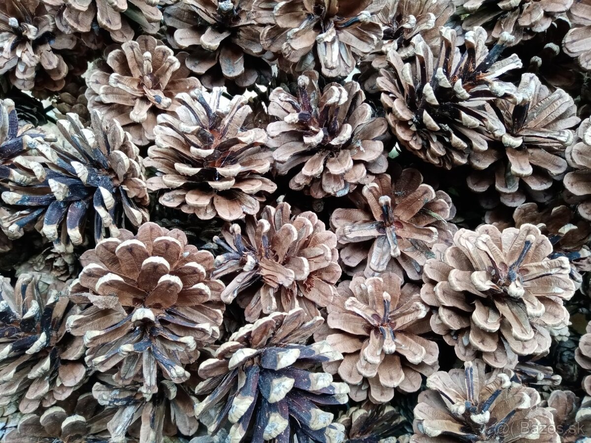 Borovicové šišky - 2