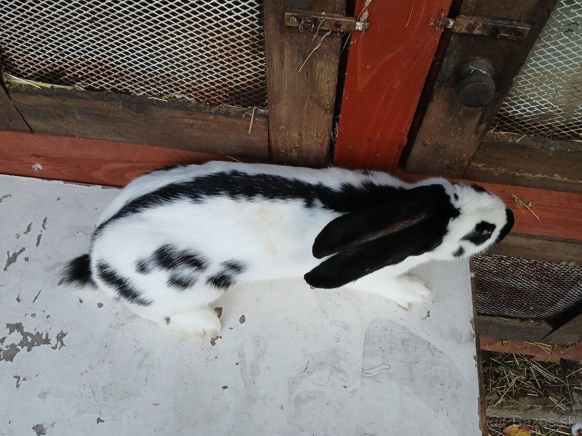 NoS. Nemecký obrovitý strakáč - 2