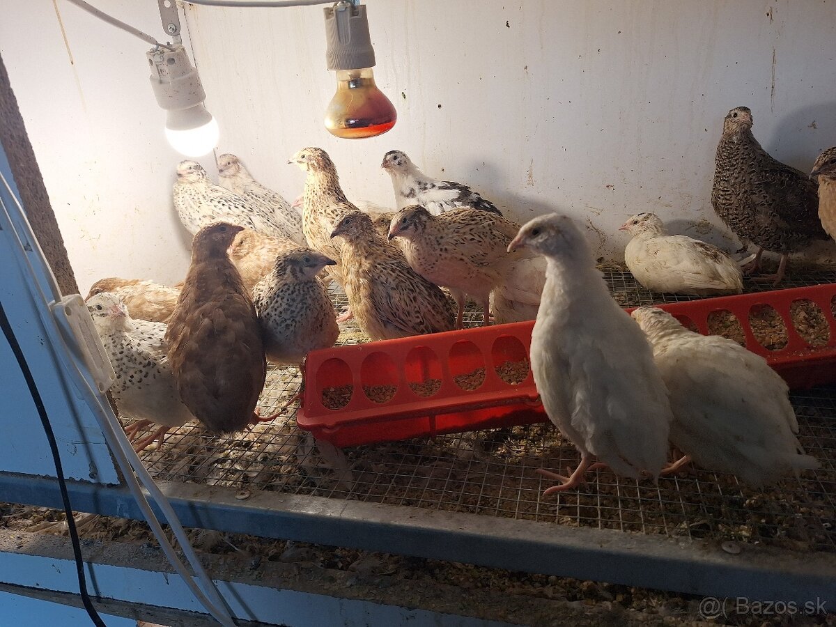 Prepelice - 2