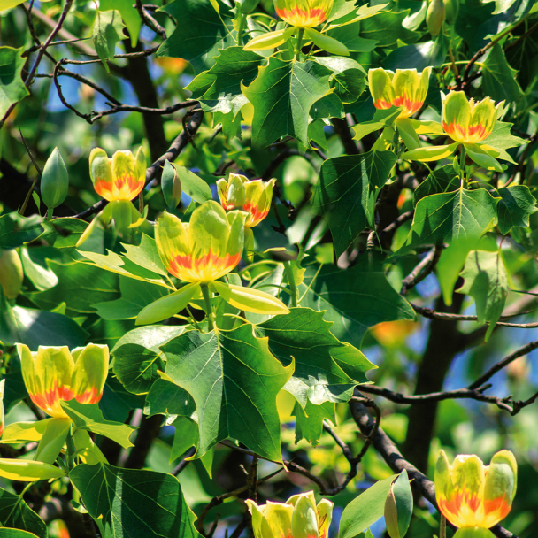 Ľaliovník tulipánokvetý - 2