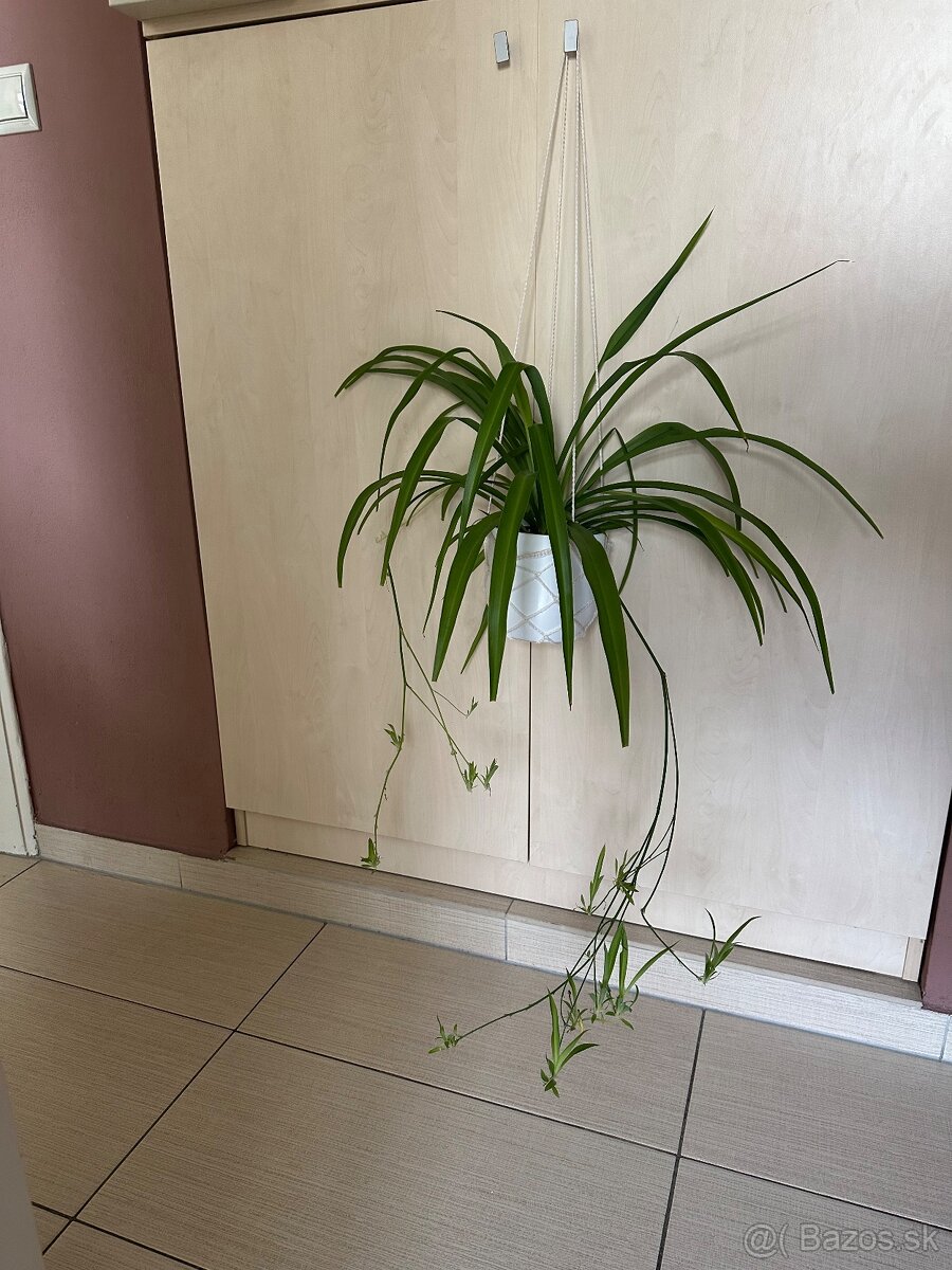 Zelenec spyder Chlorophytum - 2