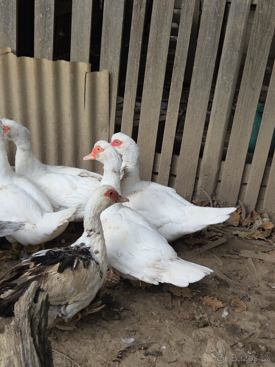 Pižmové kačky - 2