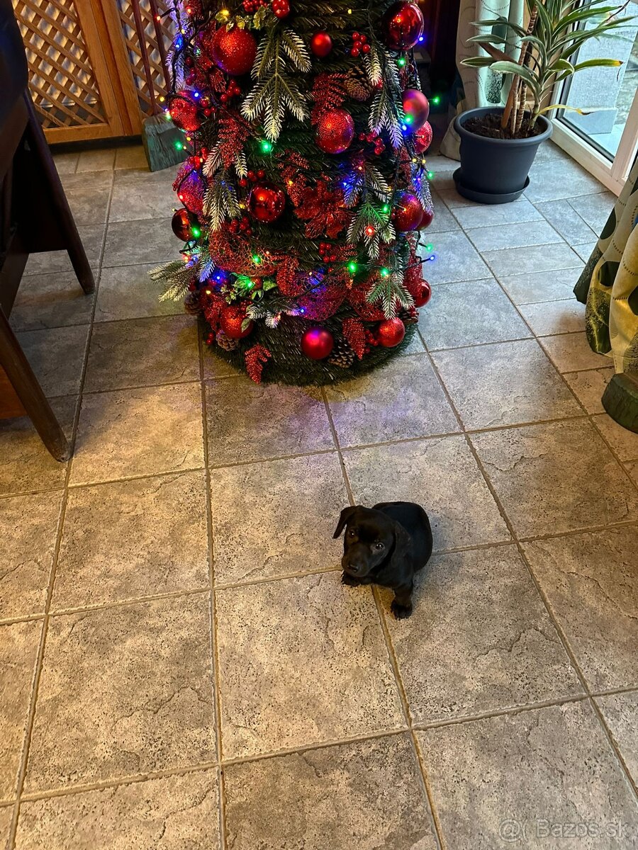 Jazvečík, jazvečík - 2