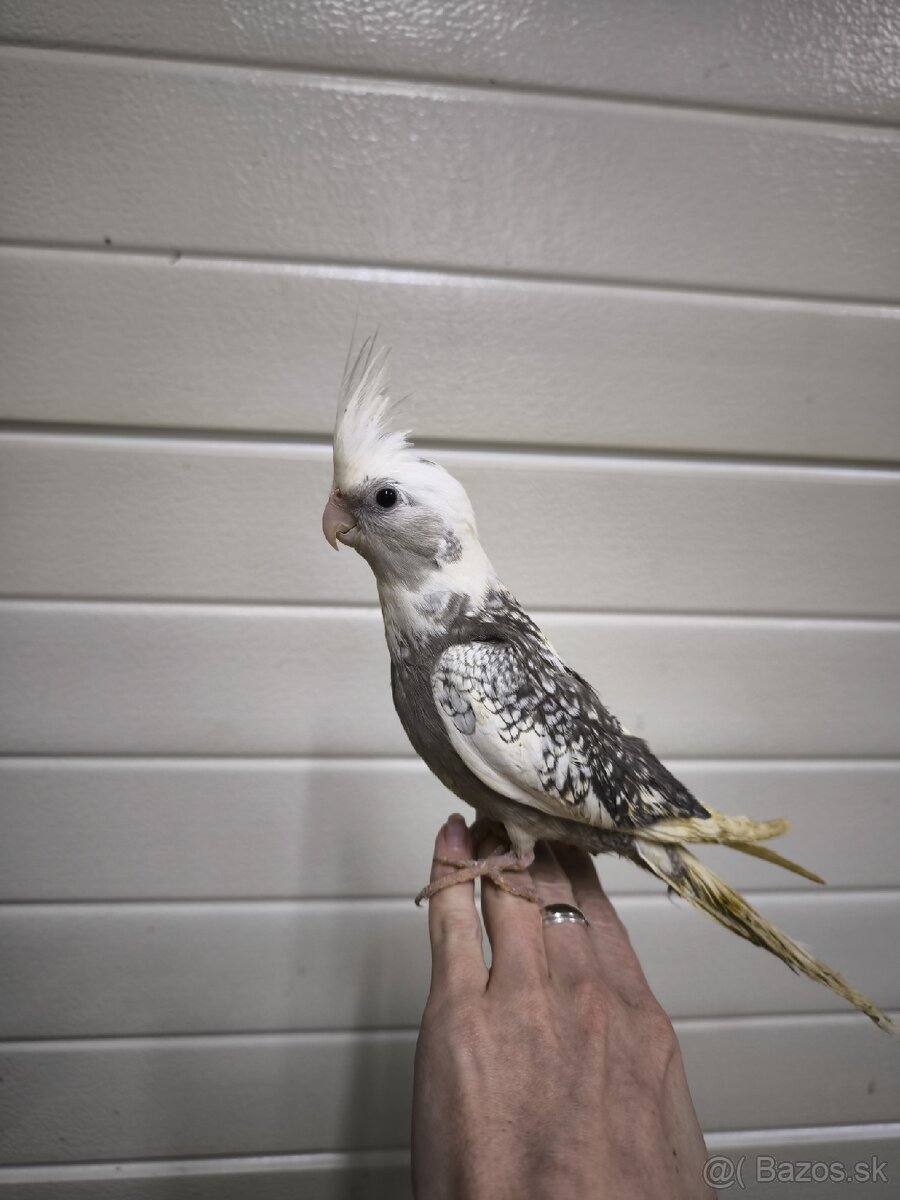 Ručne dokrmená korela - 2