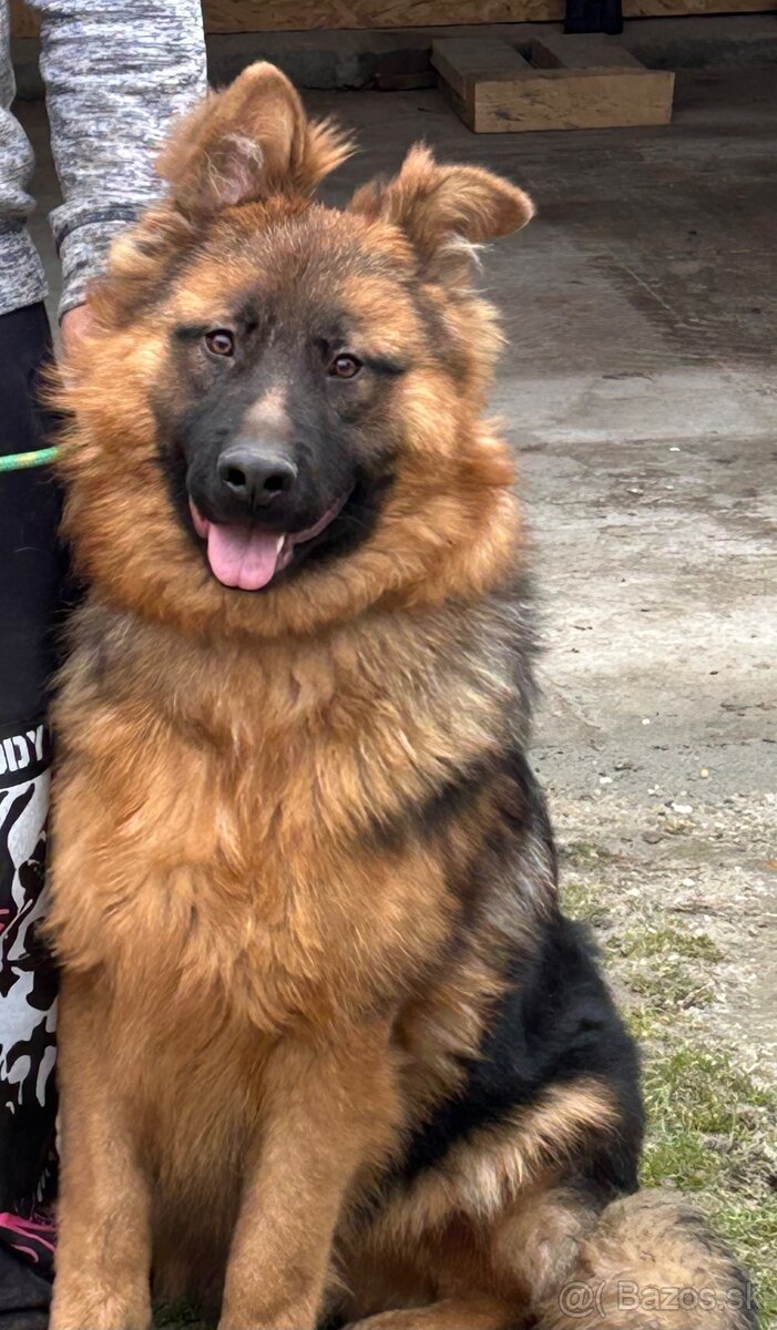 Predám Nemeckého ovčiaka - 2