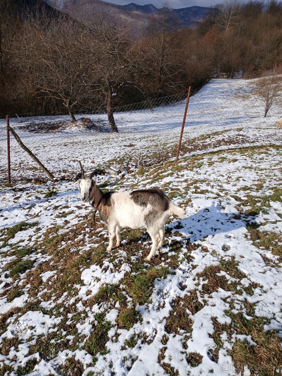 Predám 1 ročnú kozu - 2