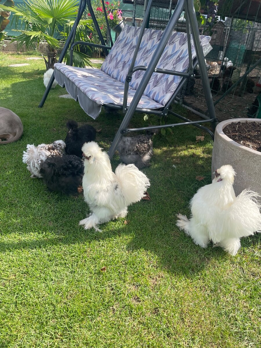 Násadové vajíčka USA hodvábničky - 2