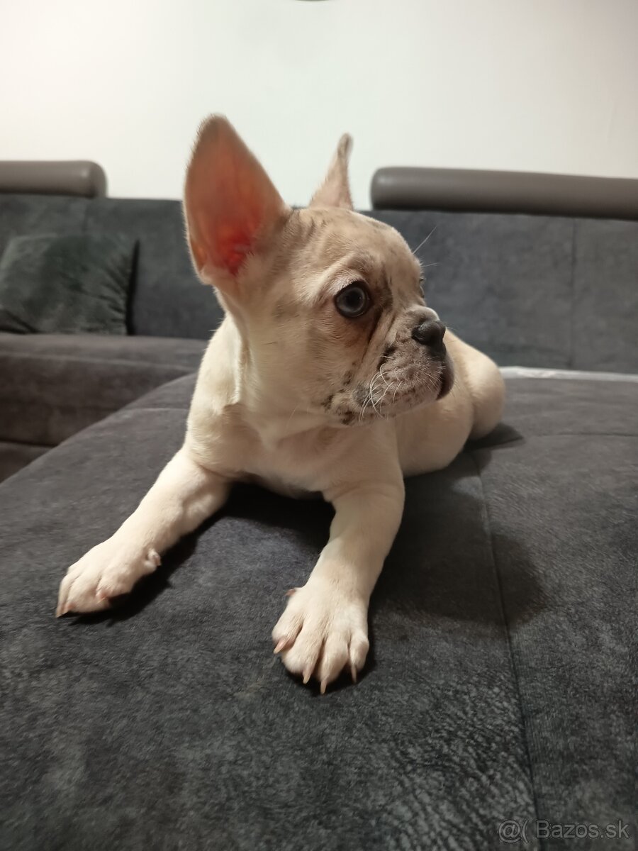 Francúzsky buldocek - 2