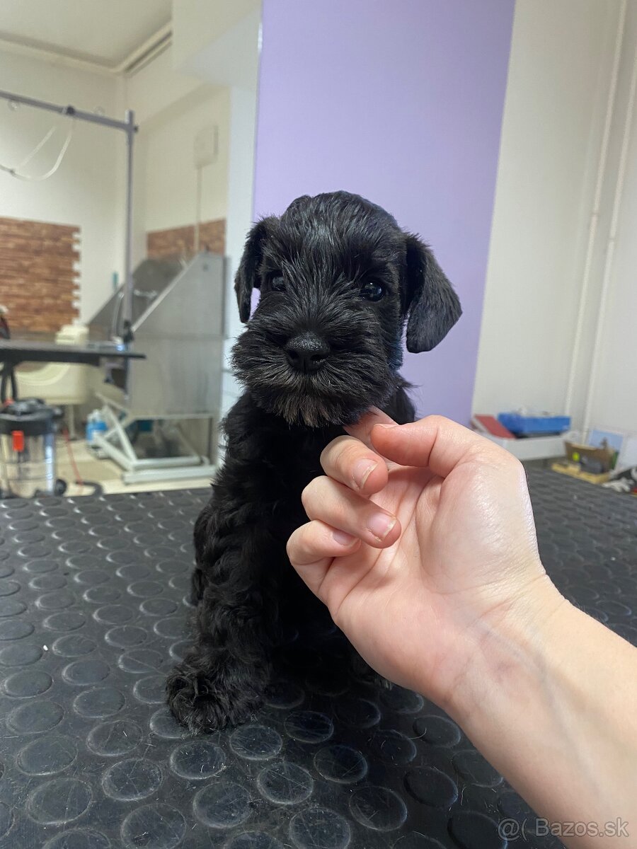 Bradač malý s rodokmeňom - 2