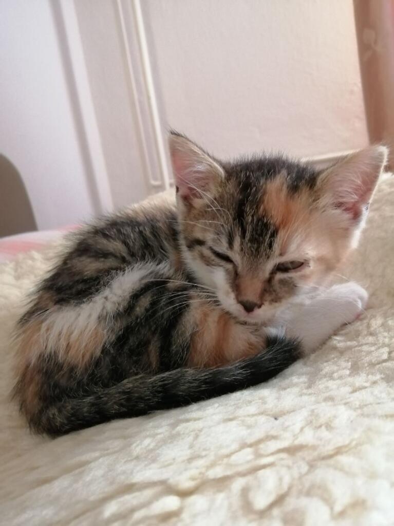 Mačiatko na adopciu - 2