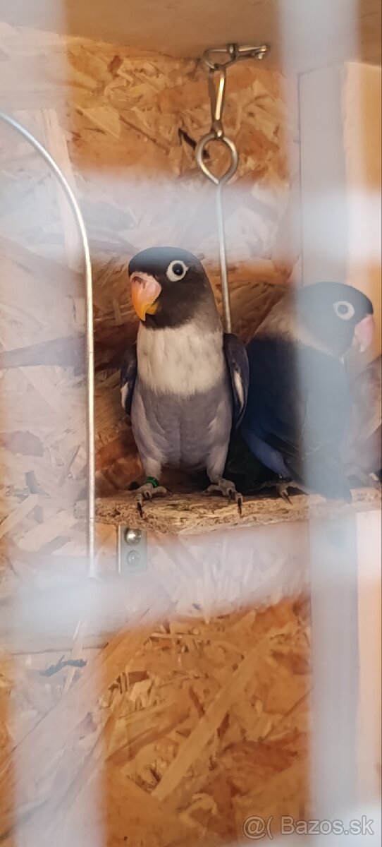 Agapornis škraboškový - 2