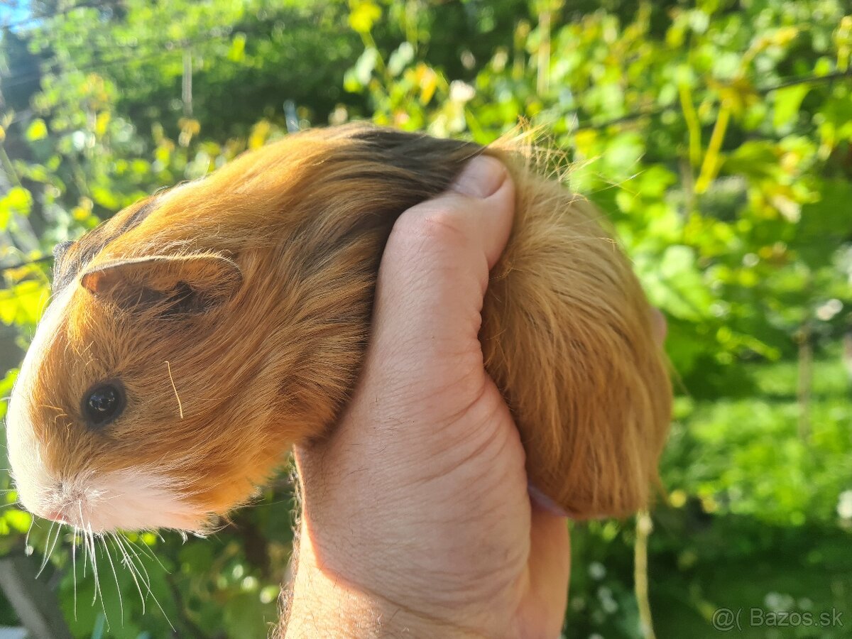 Morcata,morca - 2