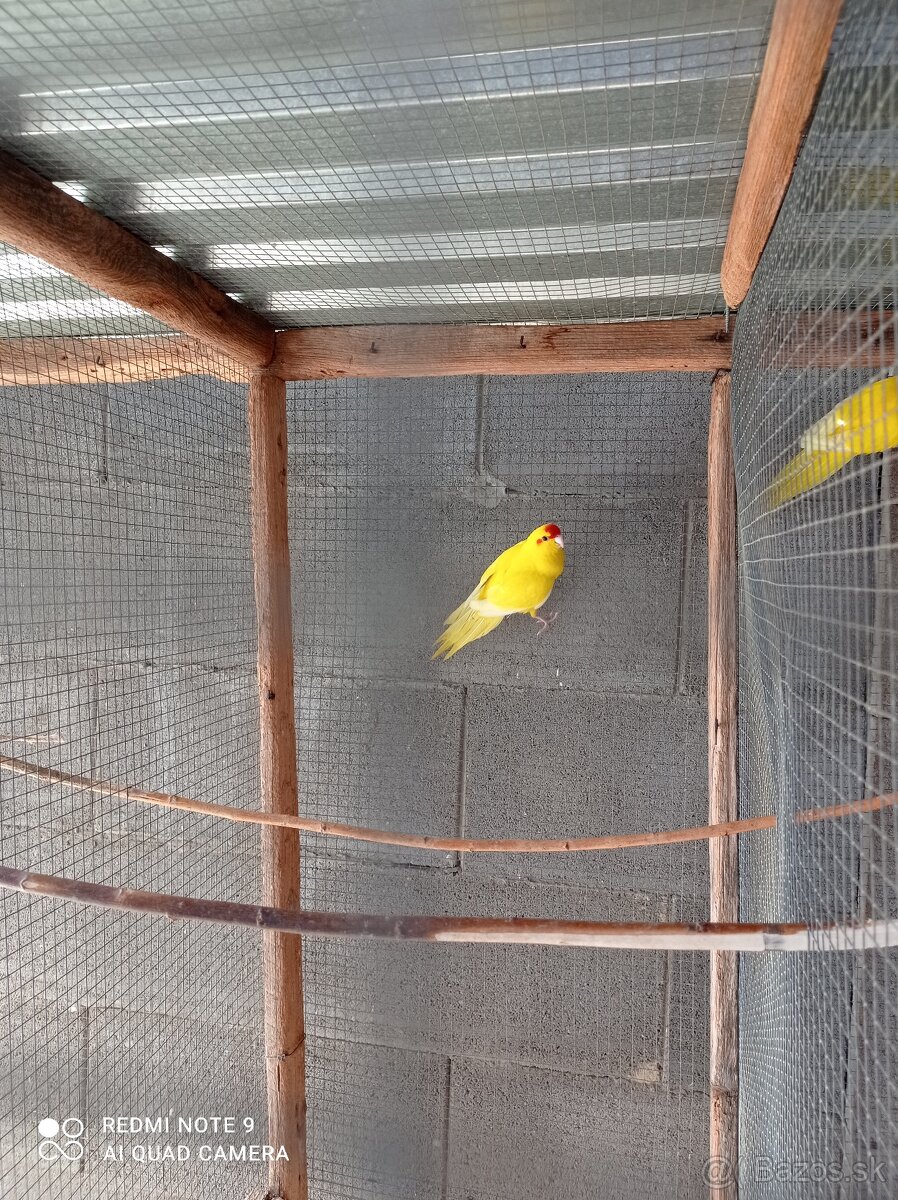 Kakarik - 2