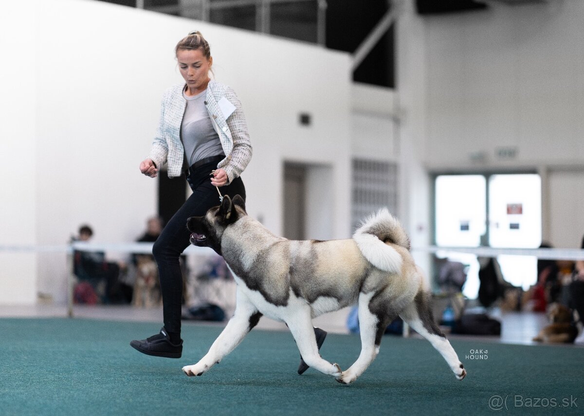 Americká akita - plánovaný vrh ,,D” - 2