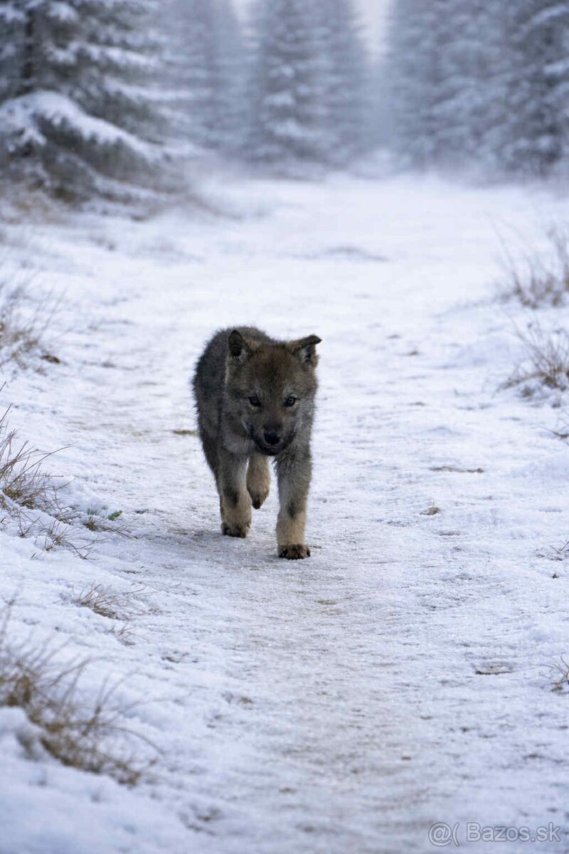 Československý vlčiak - 2