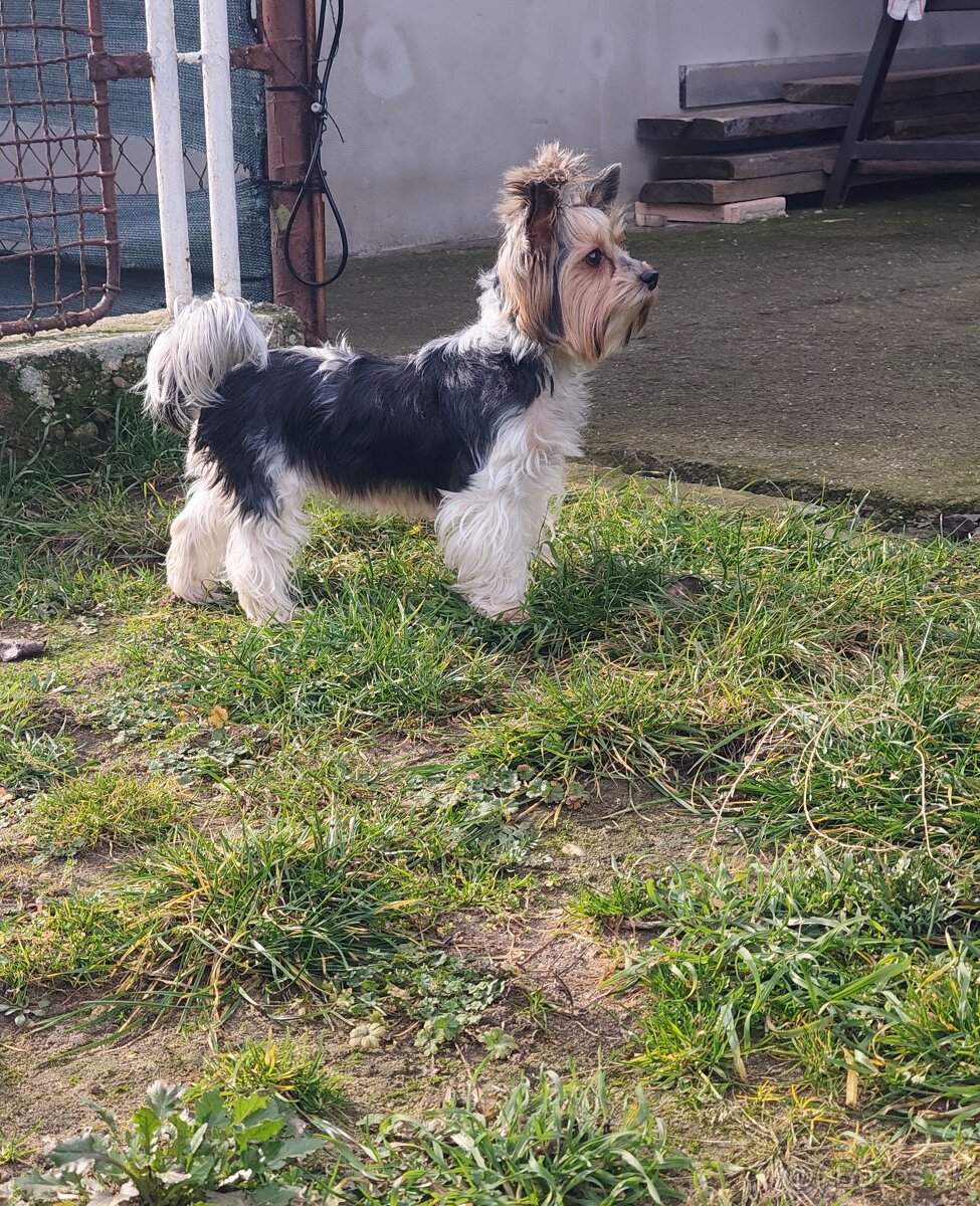 Predám fenku Yorkshirsky teriér biewer - 2