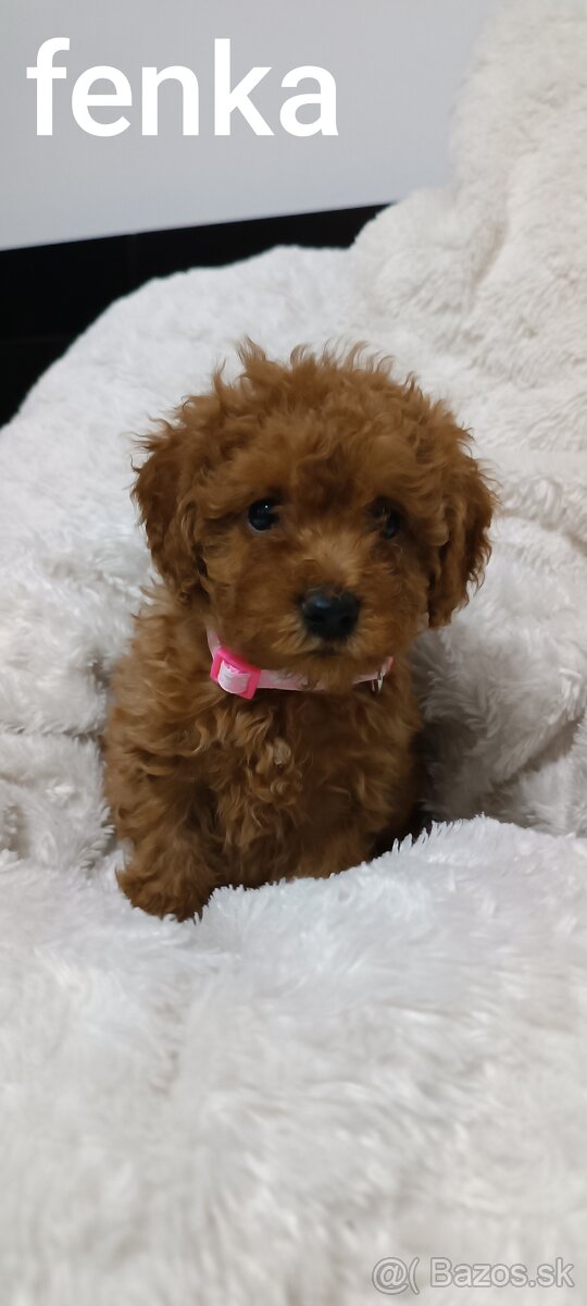 Pudel trpasličí - 2