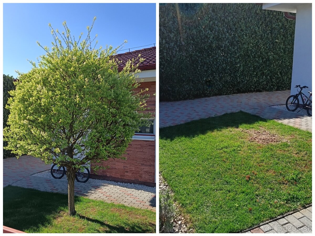 Frézovanie pňov a výrub - 2