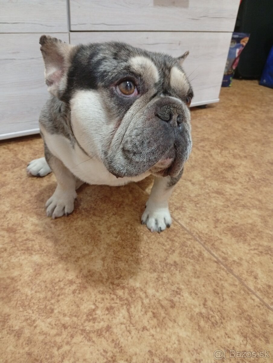 Francúzsky buldog - 2